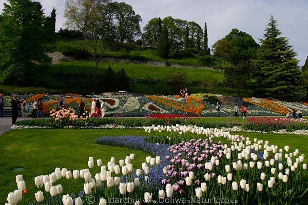 Garten Mainau Weisse Tulpen Und Bunte Blumen Beeten Rabatten Im
