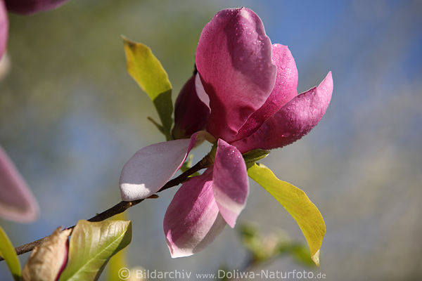 Magnolienblte Tulpenbaum Liriodendron tulipifera