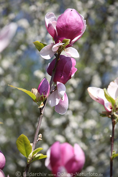 Magnolienblten Fotokunst am weissem Hintergrund