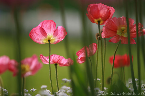 RosaMohn Blten in Gegenlicht