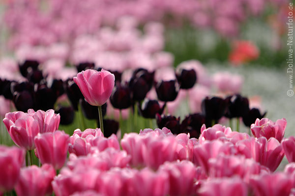 Rosatulpen Blumenfeld vor Schwarztulpen
