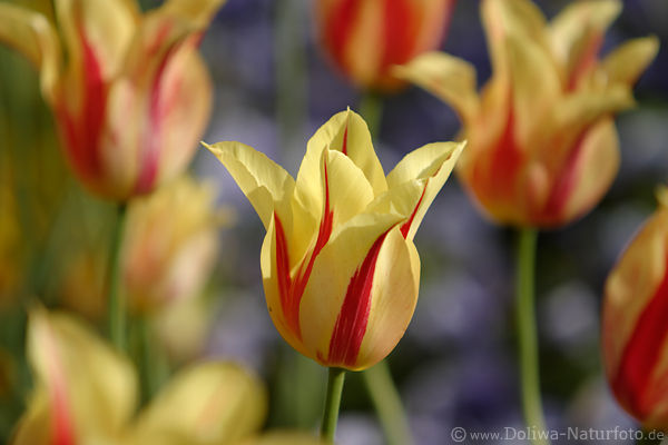 Streifentulpe rotgestreifte Gelbtulpe