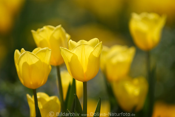 Tulpeblten gelbe Frhlingsblumen Zwiebelpflanzen