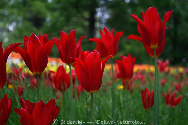 Rottulpen hochstehende Rotblten Liliengewchses Fotokunst