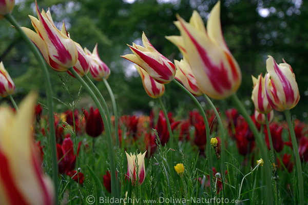 Gestreifte Tulpenblten