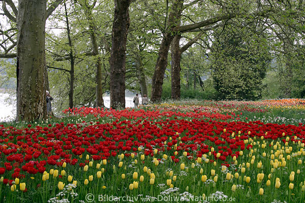 Blteninsel Blumenfeld am Seeuferweg Gartenfoto unter Bumen Paare spazieren
