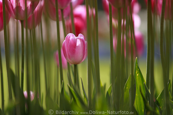 Tulpenblte inmitten Stengel