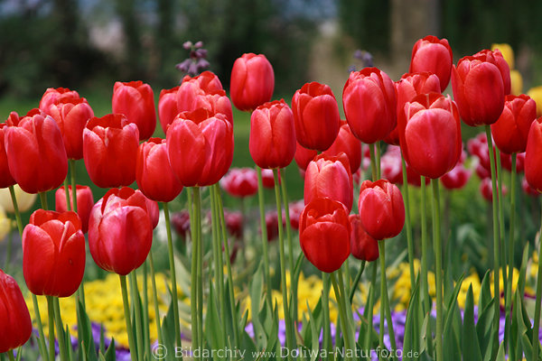 Rottulpen Frhlingsblten Blumenreihe Tulpenbeete