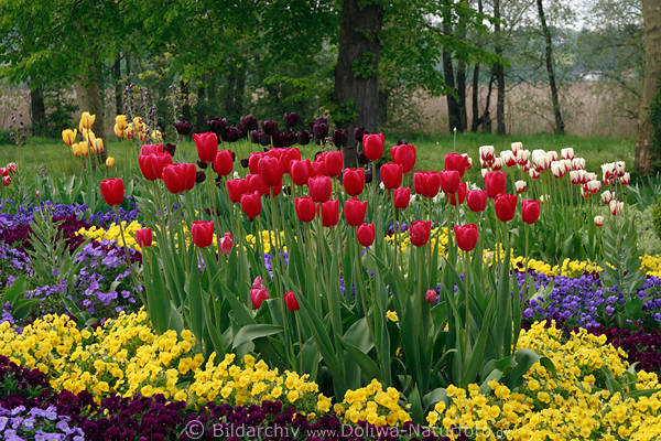 Rottulpen mit Veilchen bunte Gartenbeete