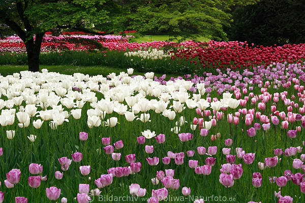 Tulpen Bltenwellen im Garten Landschaftsbild: weie lila rot rosa Tulpenblumenfarben