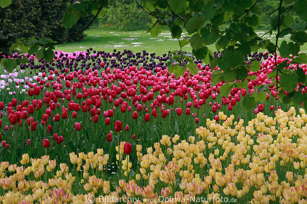 Tulpen Bltenwellen gelb rot lila schwarz rosa Blumenfelder