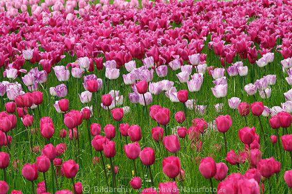 Tulpenfeld Frhling Blumenblten