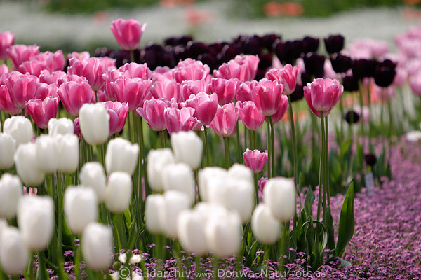 Tulpenfeld farbige Blumenblten