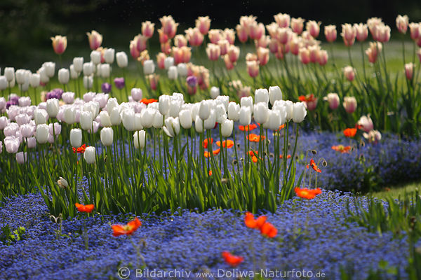 Tulpenfeld Tulipfield