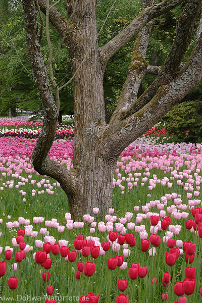Tulpenfeldbaum mitten blhende Frhlingsblumen bunte Tulpenrabatten