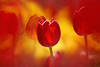 Tulpen-Feuer Rotblüten Gelbflammen Fotokunst