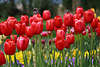 Rottulpen Frühlingsblüten Blumenreihe Tulpenbeete
