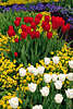Tulpen-Veilchen Gartenbeete bunte Blumen