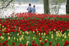 601269_Spaziergänger Paar hinter farbigen Blütenwellen Foto am Seeufer Mainauer Insel im Bodensee