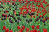 Tulpenfeld schwarz-rot-grün Blumenfeld