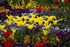 Gelbtulpen Blumenrabatte Foto gelb-rote Tulpen Mai blühende Zwiebelpflanzen