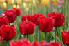 601279_ Tulpen Bild in Gartenflora aus Blumen-Insel Mainau