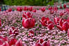 Tulpen in Vergißmeinnicht Blumenfeld Foto rot-violett Myosotis Blümchen Rabatte