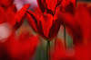 Rote Tulpe in Tulpenwald Zwiebelpflanze photo, Tulip red beauty flower picture