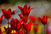 Rote Tulpenblüten Foto Rottulpe Bild Rabatte blühende Flora, red tulip beauty picture