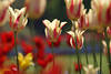 Gelbtulpen mit Rotstreifen Foto gestreifte Tulpenblüten rotgelb Frühlingsblüten Zierflora Bilder
