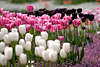 Tulpenfeld farbige Blumen Frühjahrsblüten Gartenbeete Foto Blumeninsel Mainau