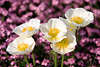 Weisser Klatschmohn Blüten Mohnblumen Foto auf Beete Rabatte Vergißmeinnicht Myosotis