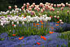 Tulpenfeld Weissblüten im Blaufeld Vergißmeinnicht Myosotis Bild mit Wildmohn