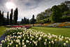 Gärtnerkunst Foto Tulpen-Rabatten Blumeninsel Mainau vor Sonne Gartengestaltung Bild