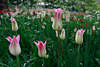 Tulpenart rosa-weiß-grüne Tulpenblumen Fotografie im Grüngras, Zwiebelpflanze Gartenblüten Foto