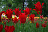 Rote Tulpen hochstehende Rotblüten Bild Liliengewächses Zwiebelpflanze auf Gartenrabatte