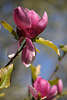 904265_ Magnolie Frühlingsblüte Foto im Hochformat, Tulpenbaum Blütezeit Bild, Magnolia Fotografie