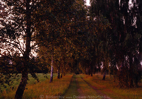 Birkenallee Natur Wanderweg Feldweg in Abendlicht Laubbaum Birkenbume