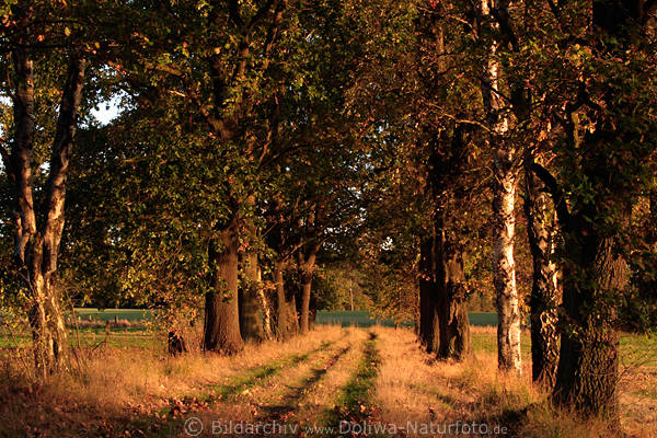 Feldweg Herbstallee Bume in Abendlicht Naturfoto Laub Grser ber Fahrspuren