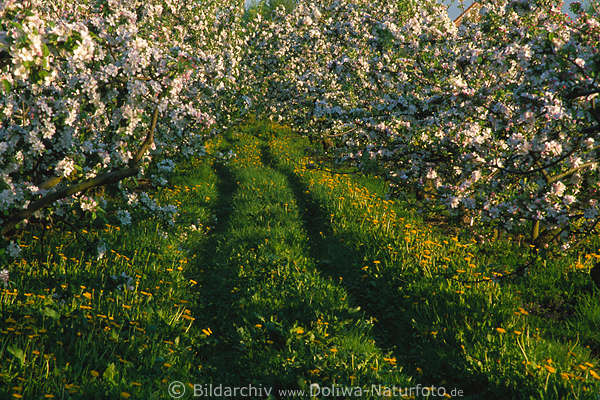Obstbaumallee Apfelbume Frhlingsblte