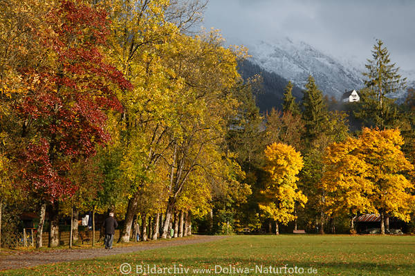 Herbstallee Bume bunte farbliche Bltter Herbstfarben Naturfoto Farbkontraste Bild