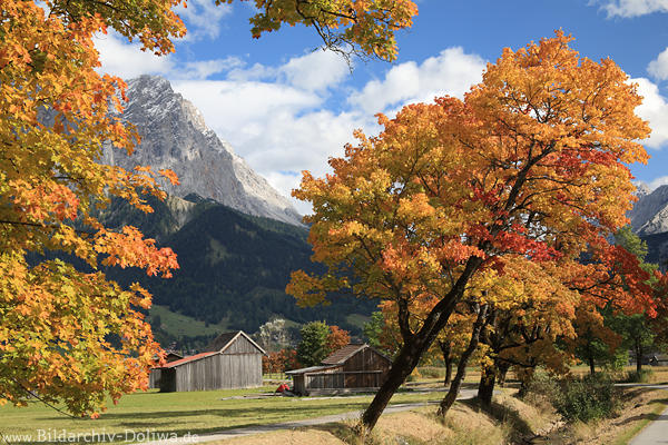Herbstbume Alle orange Farbkontraste in Bergland