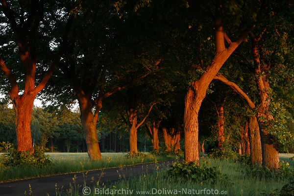 Allee Baumstmme Weg Baumtunnel Abendlicht