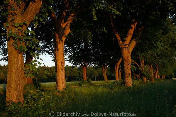 Laubbume Allee Baumstmme ppige Bltter Naturbild in Abendlicht am Feldweg