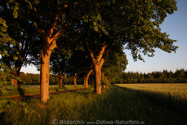 Allee der Laubbume Stmme Naturfoto in Abendlicht ber Weg grnes Feld