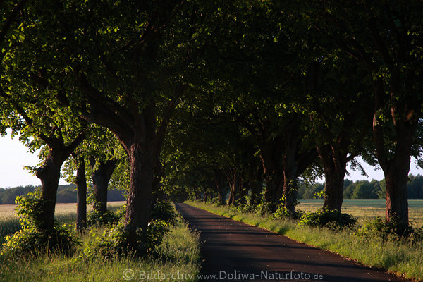 Grnallee Naturbild Baumstmme in Grngras Feldweg Laubbume