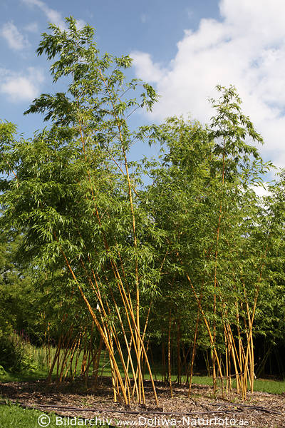 Bambus Poaceae Phyllostachys vivax faureocaulis