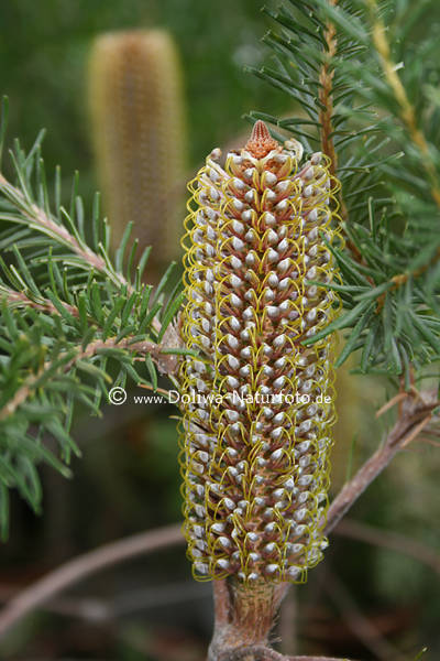 Banksia Bltenkpfe Nektarblten ericifolia Proteaceae Bankskiefer Pinus banksiana