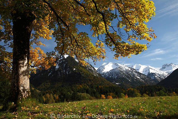 Baum Feld-ahorn verschneite Berge Laubbaum bunte gelbe Bltter Herbstfarben