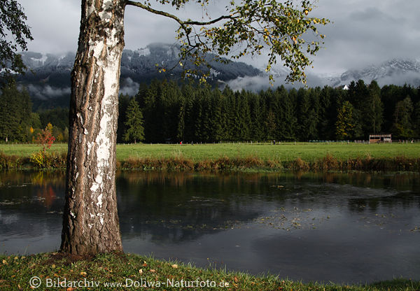 Birkenbaumstamm im Herbst am Flusswasser unter Bergen im Nebel